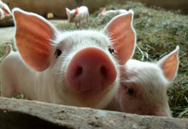 Feeding hungry piglets