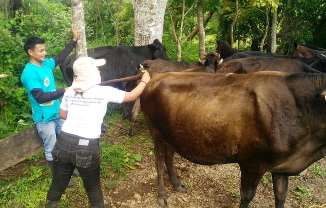 Branding cattle