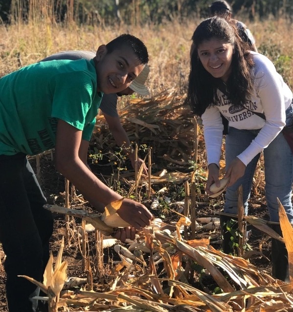 Harvesting maize