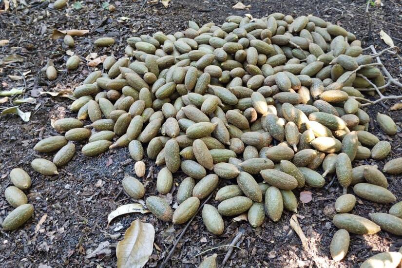 Collection of native seeds for a plant nursery 
